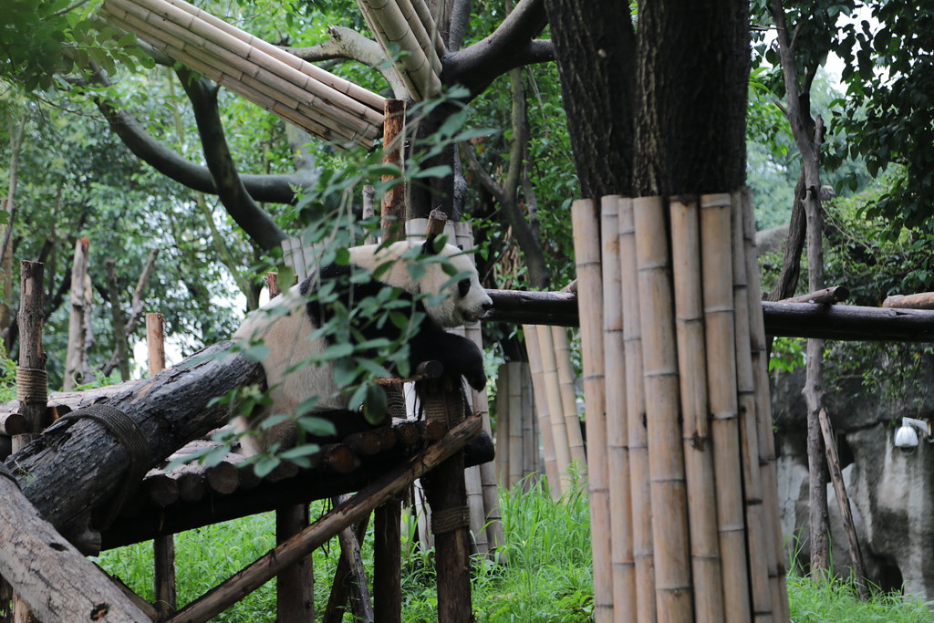 Chengdu on a Budget: Cheap Routes, Stays and Tips — Chengdu, China travel guide