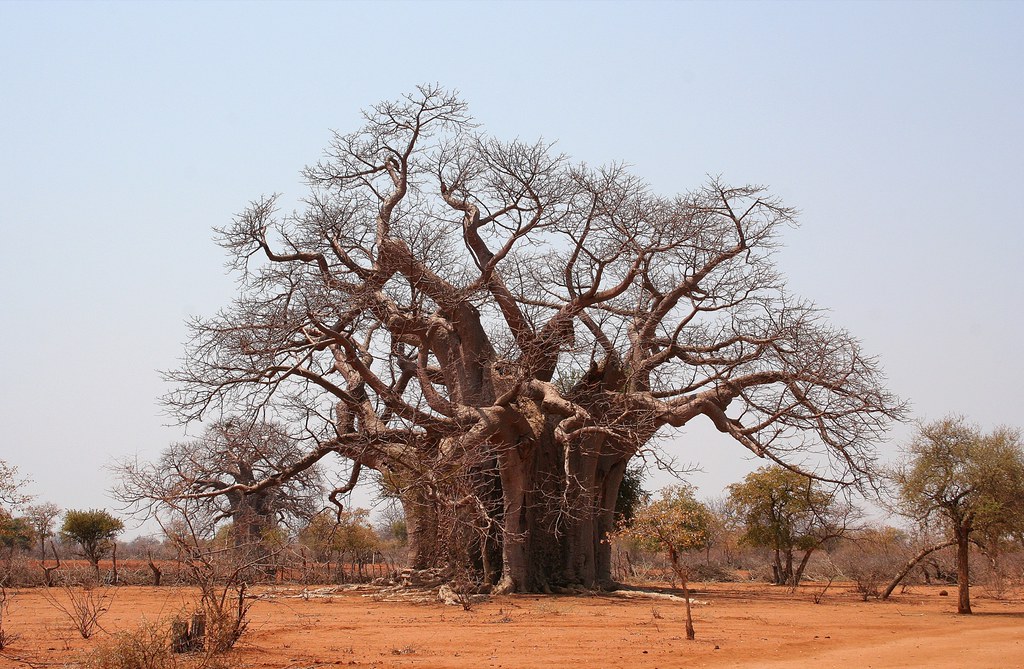 Bulawayo on a Budget: Cheap Routes, Stays and Tips — Bulawayo, Zimbabwe travel guide