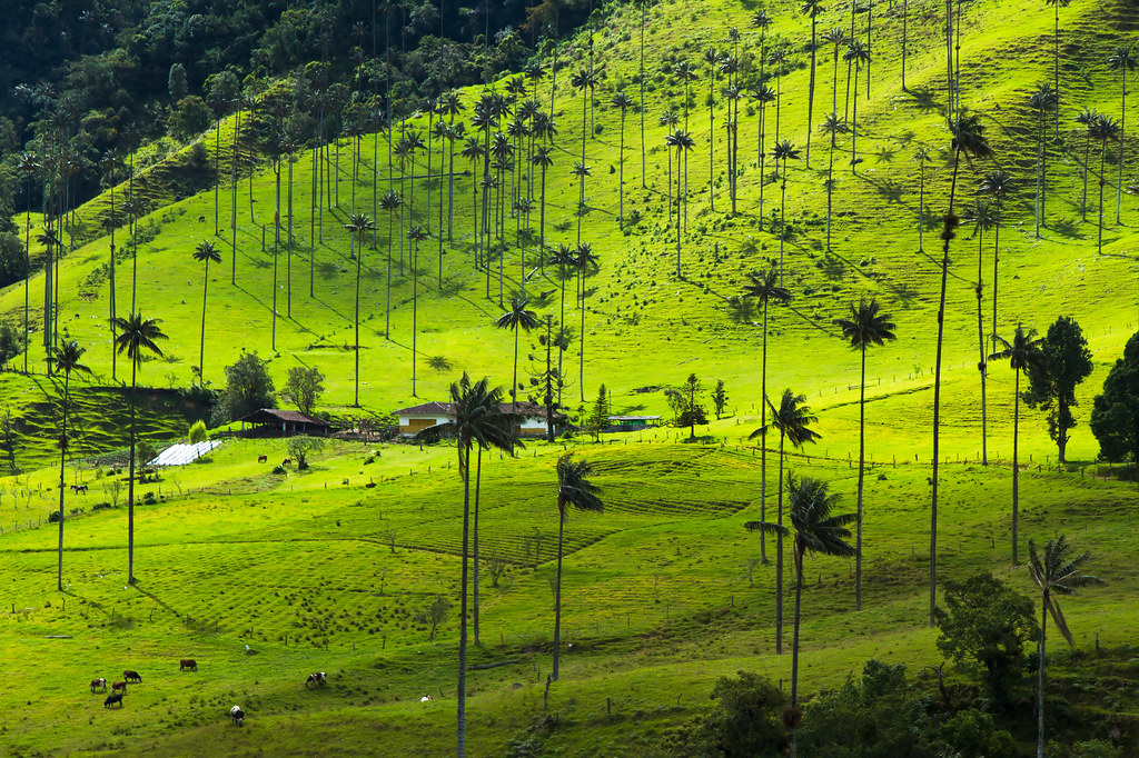 Salento on a Budget: Cheap Routes, Stays and Tips — Salento, Colombia travel guide