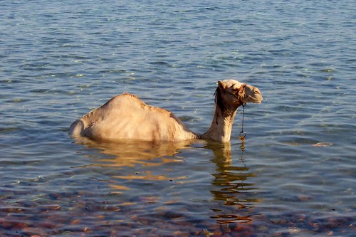 Dahab on a Budget: Cheap Routes, Stays and Tips — Dahab, Egypt travel guide