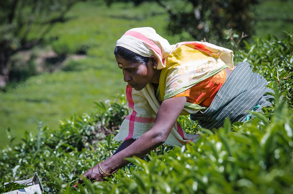 Munnar on a Budget: Cheap Routes, Stays and Tips — Munnar, India travel guide