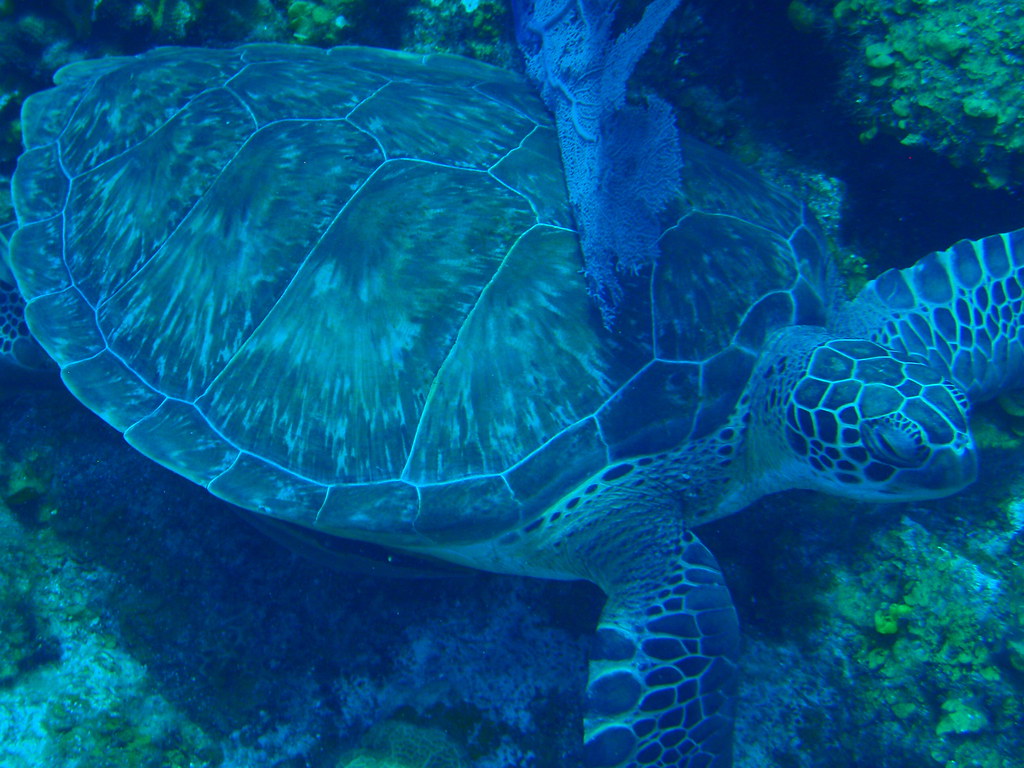 Roatan on a Budget: Cheap Routes, Stays and Tips — Roatan, Honduras travel guide