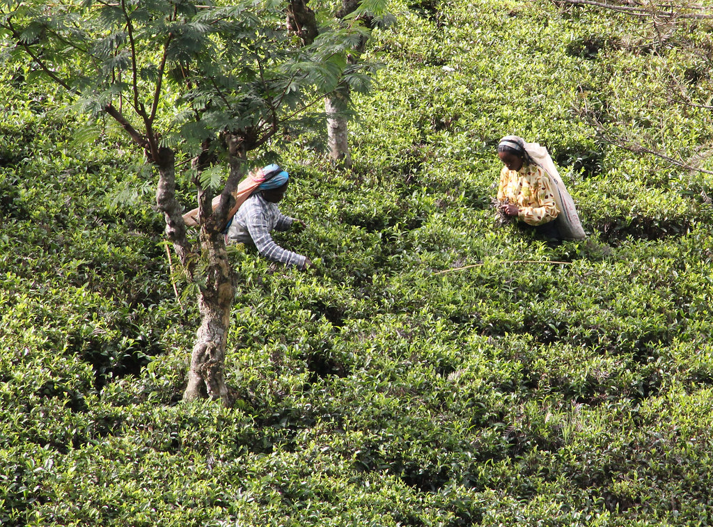 Nuwara Eliya on a Budget: Cheap Routes, Stays and Tips — Nuwara Eliya, Sri Lanka travel guide